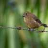 Knezik promenlivy - Sporophila corvina - Black (Variable) Seedeater o2174
